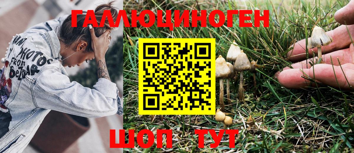 продажа наркотиков  Вход с VPN  Гурьевск  Галлюциногенные грибы Psilocybe 
